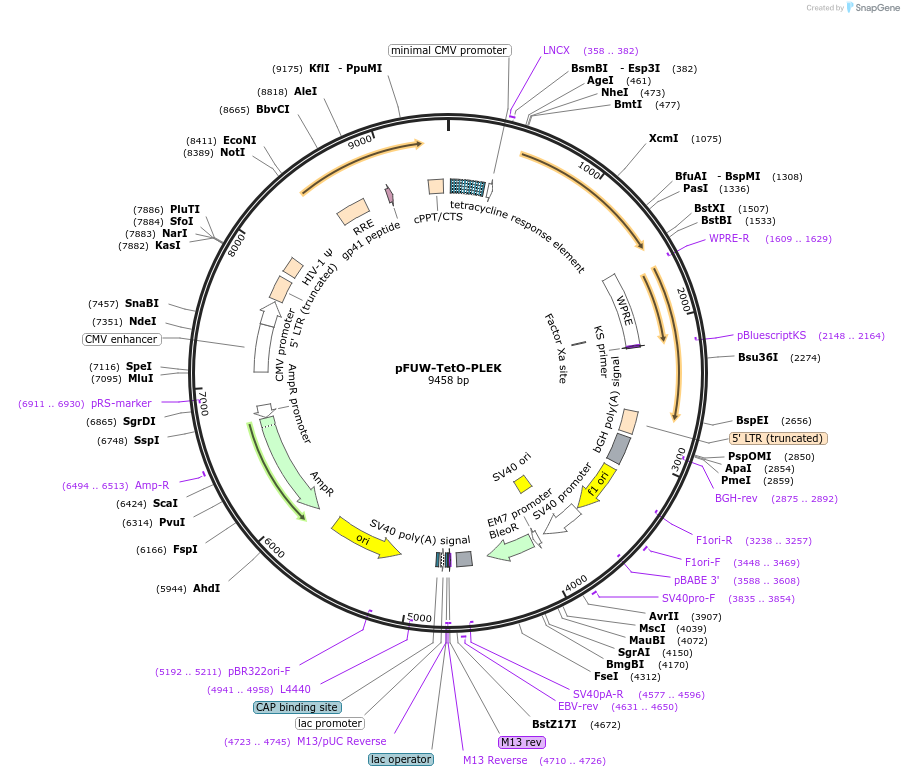 178439-plasmid-map-sequence-id-352068