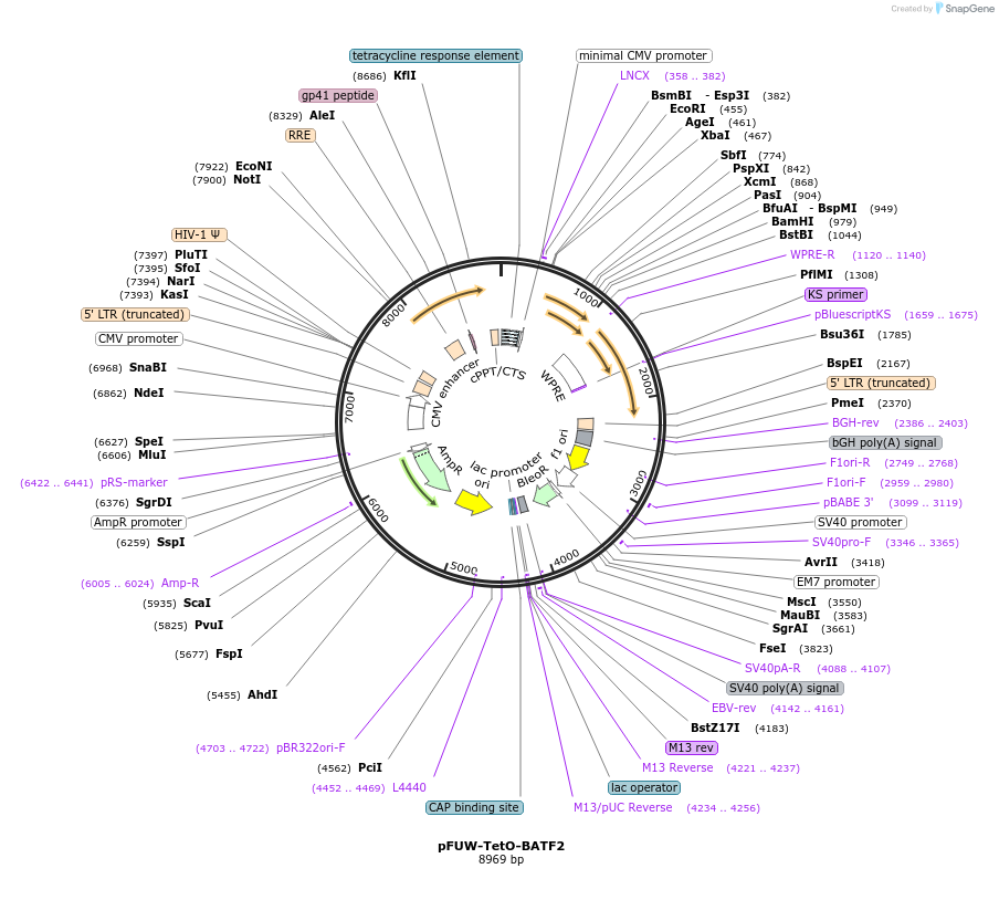 178453-plasmid-map-sequence-id-352069