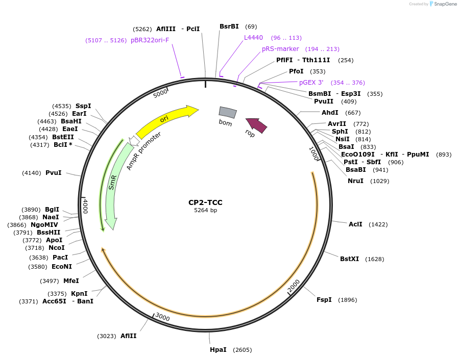 179679-plasmid-map-sequence-id-352077