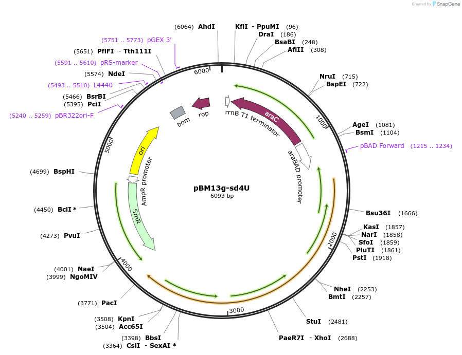 179689-plasmid-map-sequence-id-352078