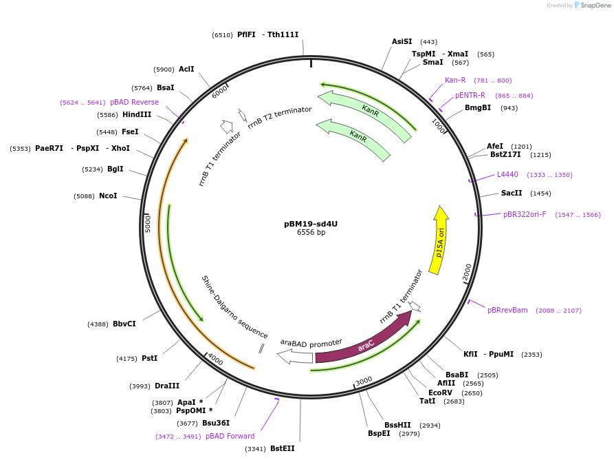 179692-plasmid-map-sequence-id-352079