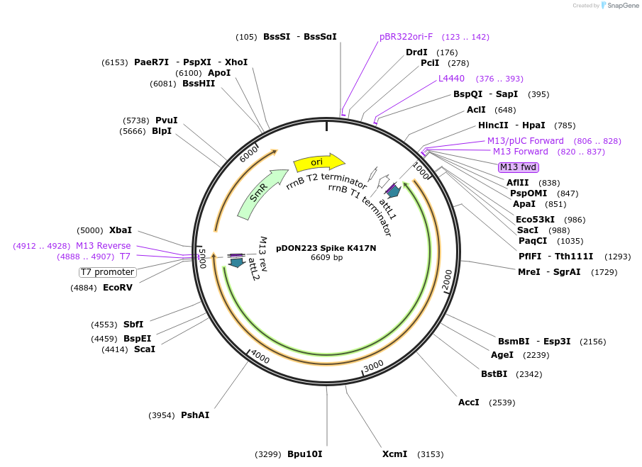 180060-plasmid-map-sequence-id-352088