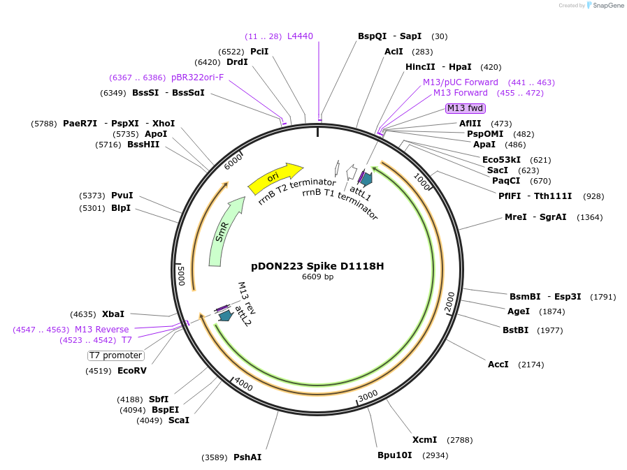 180068-plasmid-map-sequence-id-352089