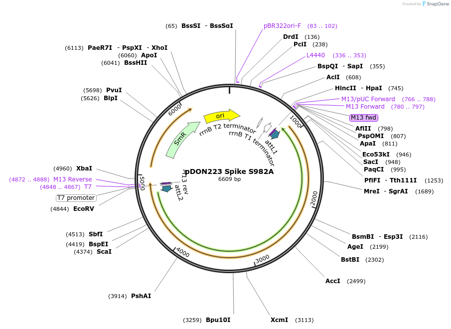 180067-plasmid-map-sequence-id-352092