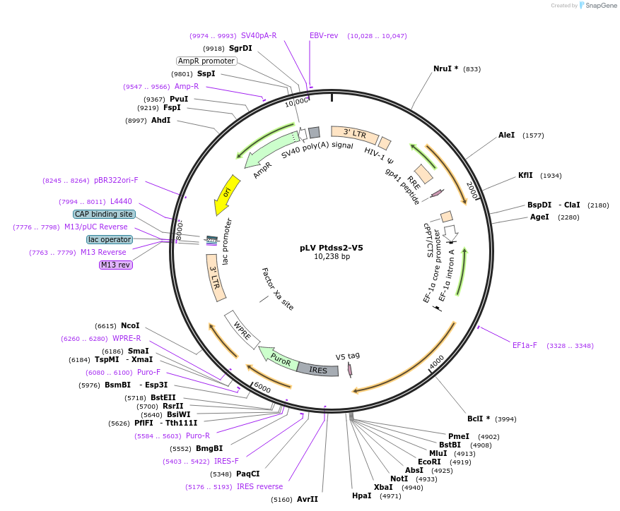 175143-plasmid-map-sequence-id-352105