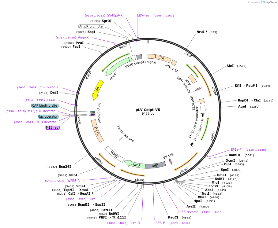 175144-plasmid-map-sequence-id-352106