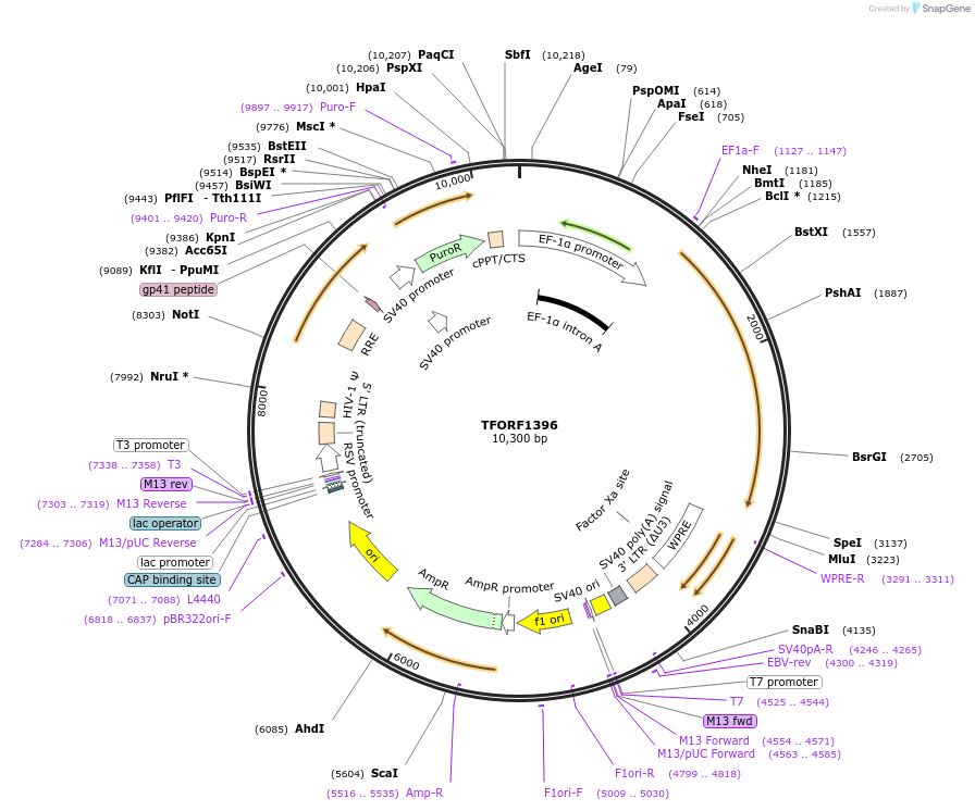 143262-plasmid-map-sequence-id-352107