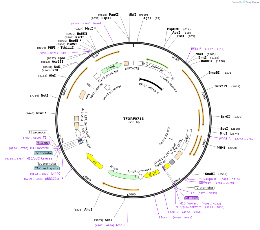 142233-plasmid-map-sequence-id-352108