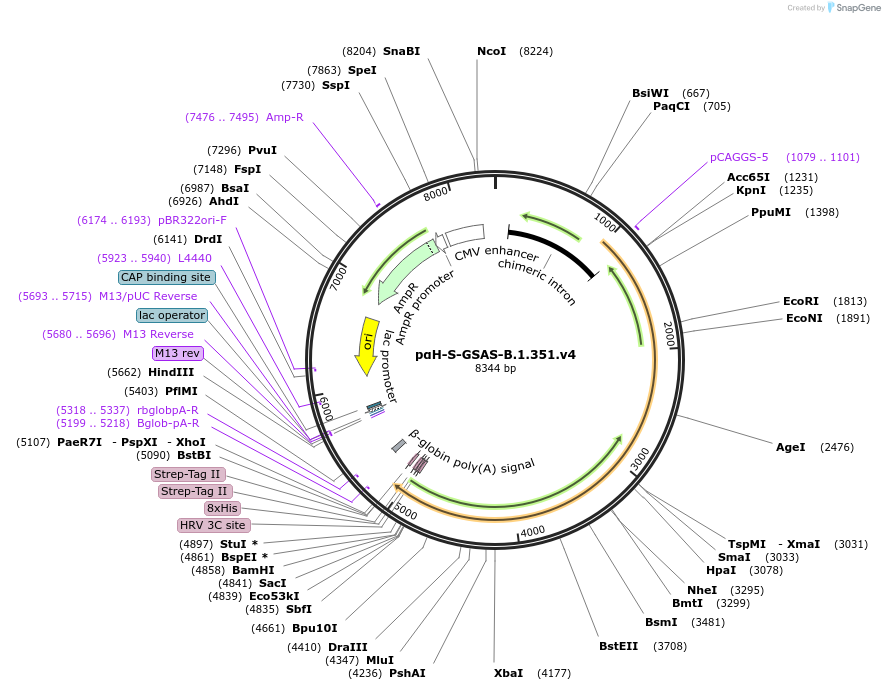 173788-plasmid-map-sequence-id-352110