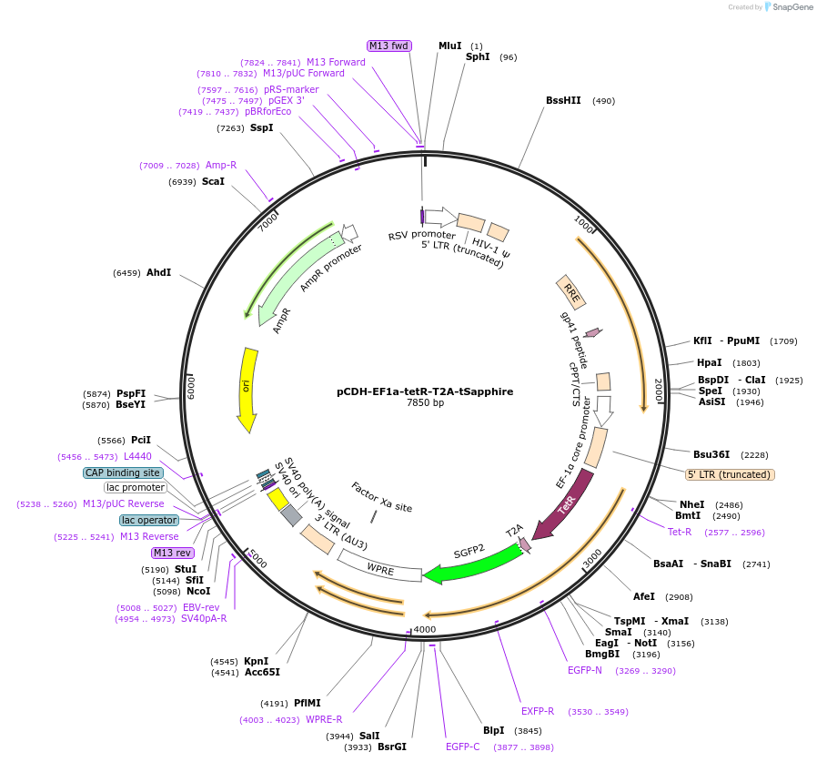 176312-plasmid-map-sequence-id-352112
