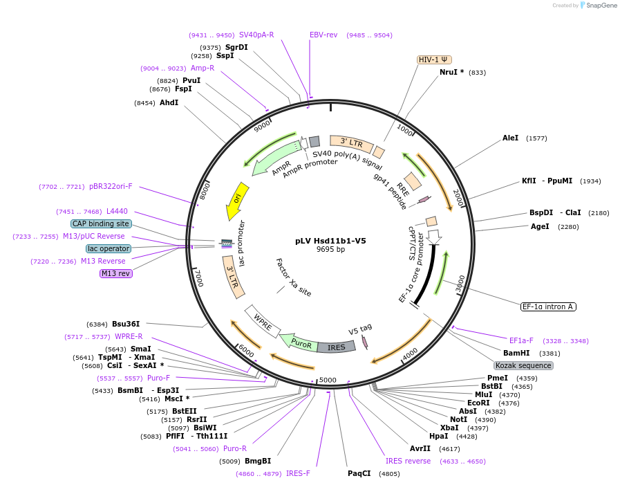 175147-plasmid-map-sequence-id-352126