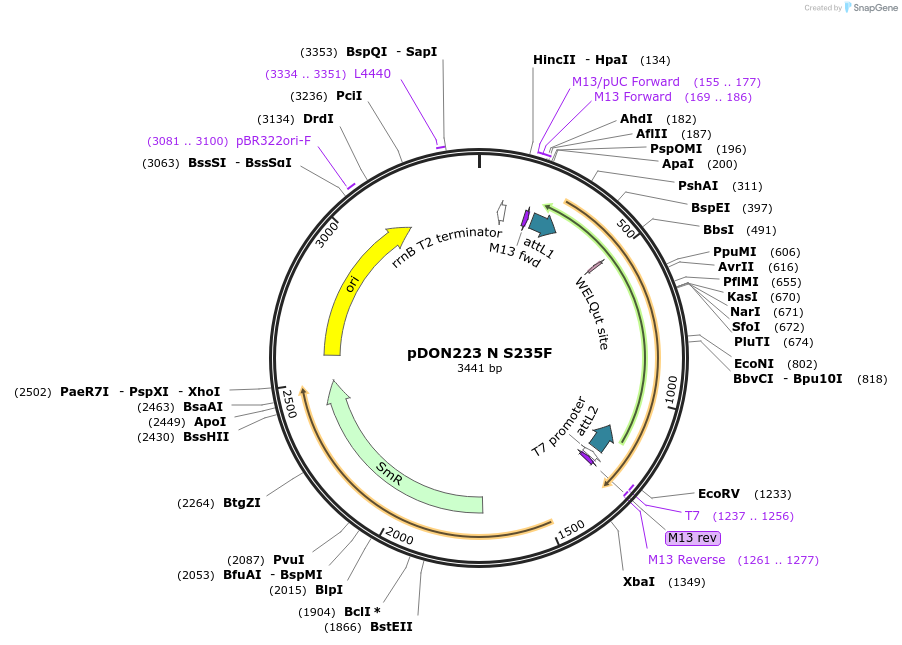180071-plasmid-map-sequence-id-352128