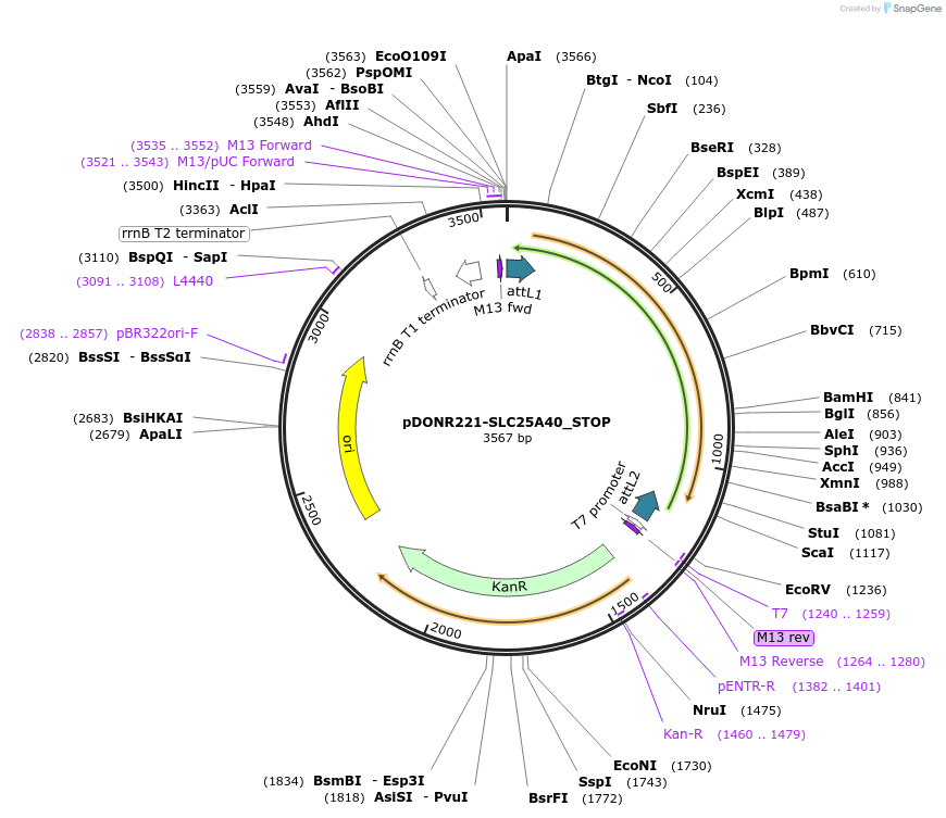 161160-plasmid-map-sequence-id-352157