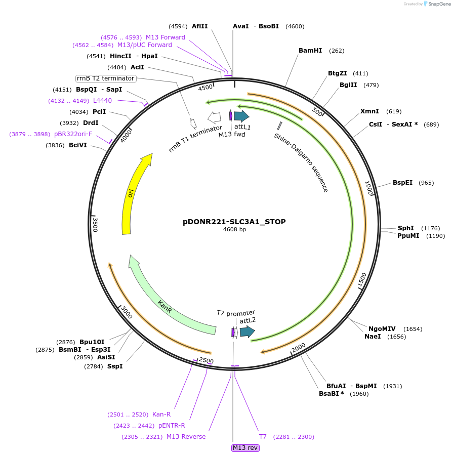 161367-plasmid-map-sequence-id-352160