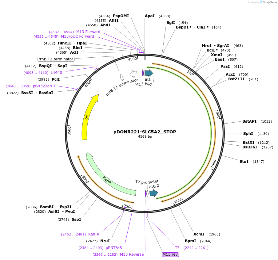161407-plasmid-map-sequence-id-352162