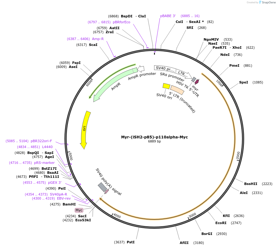 1410-plasmid-map-sequence-id-352163