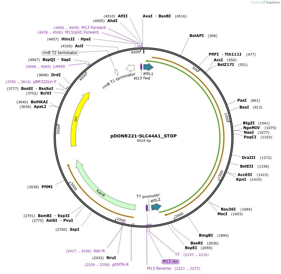 161079-plasmid-map-sequence-id-352166