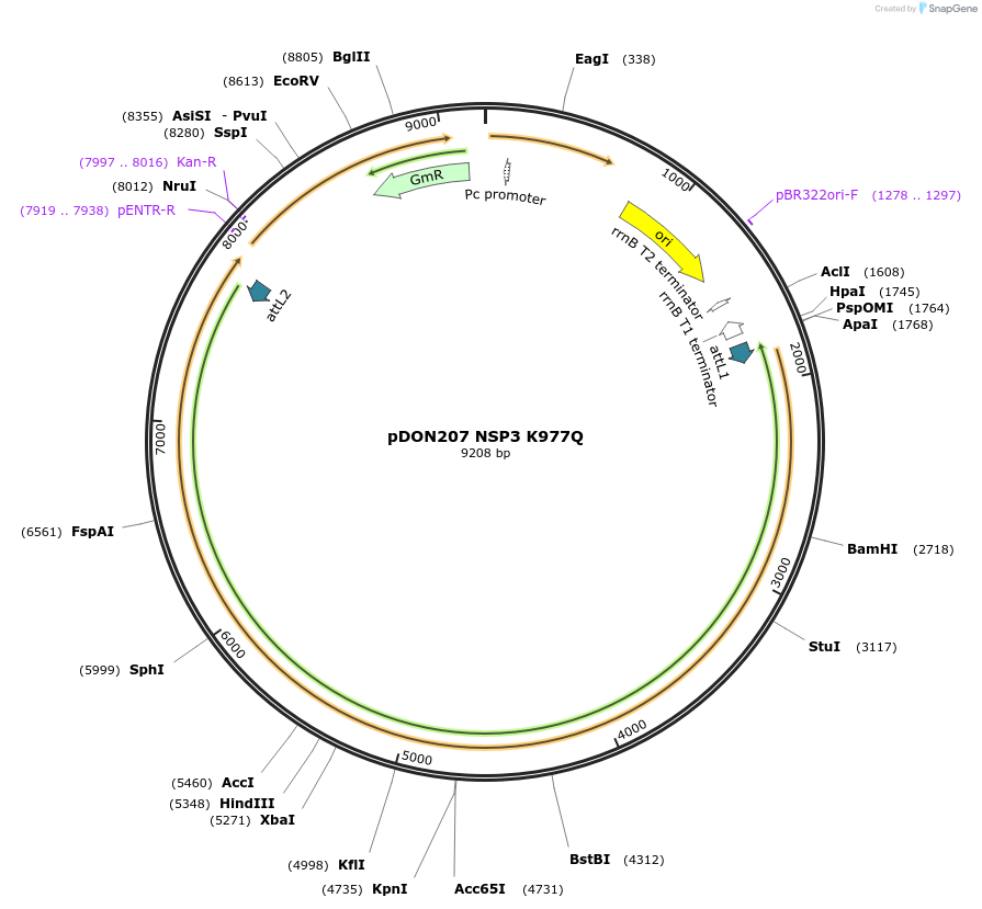 180057-plasmid-map-sequence-id-352167