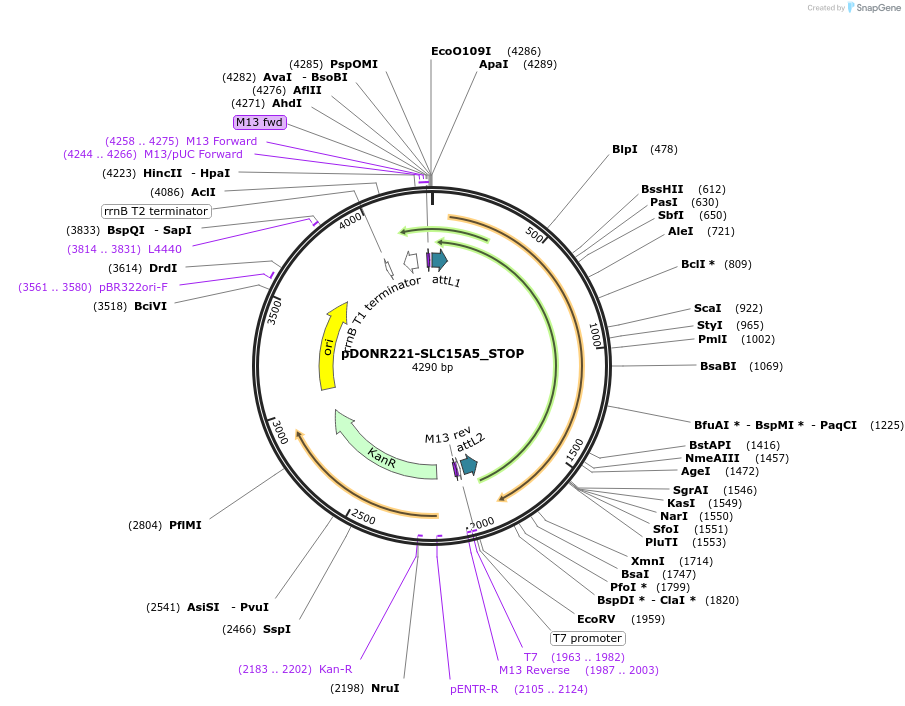 161088-plasmid-map-sequence-id-352168