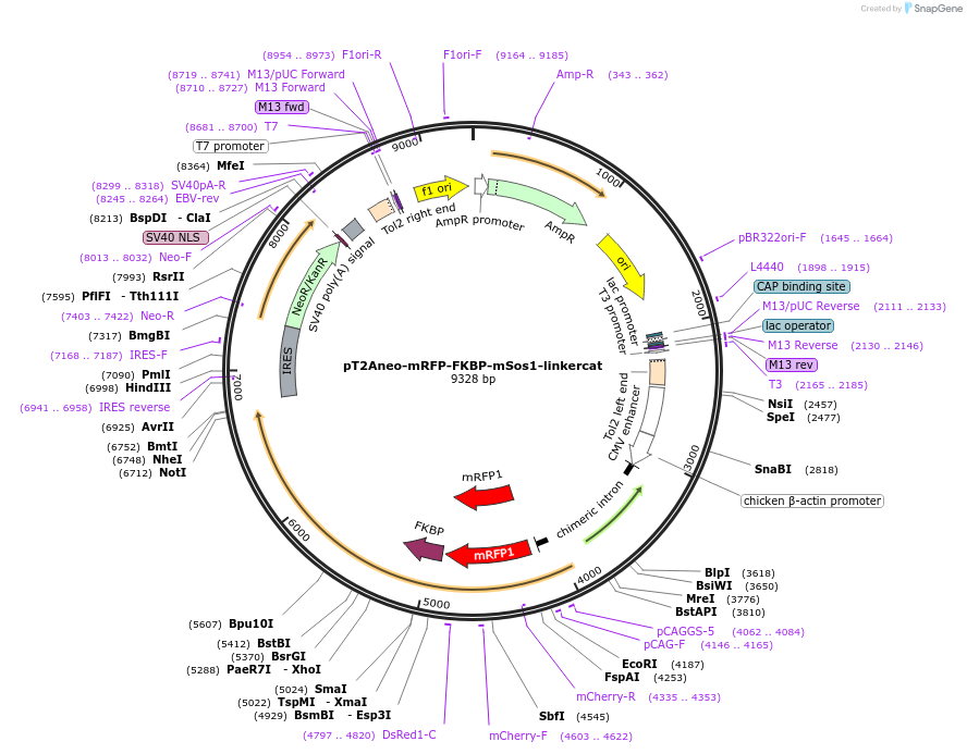 173858-plasmid-map-sequence-id-352170