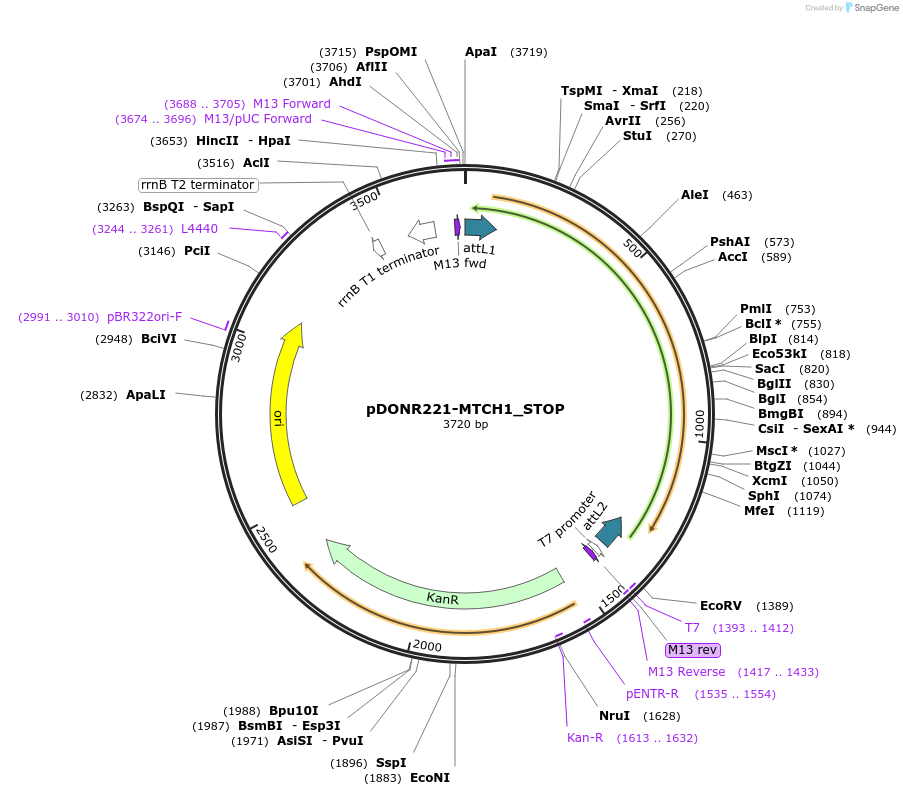 161108-plasmid-map-sequence-id-352172