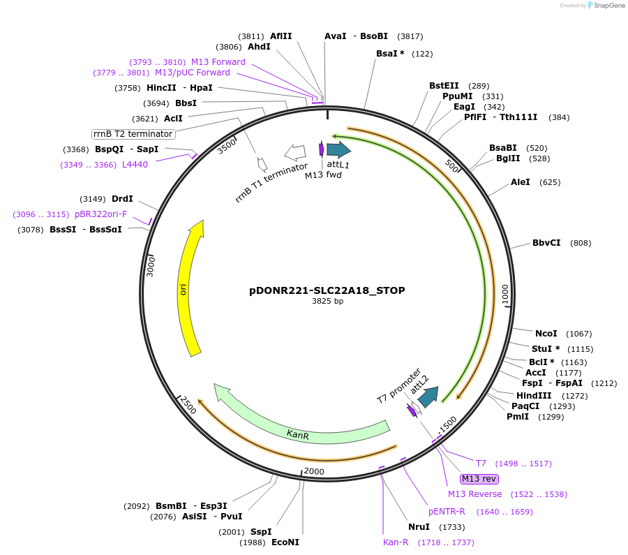 161213-plasmid-map-sequence-id-352175
