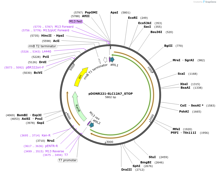 161039-plasmid-map-sequence-id-352192