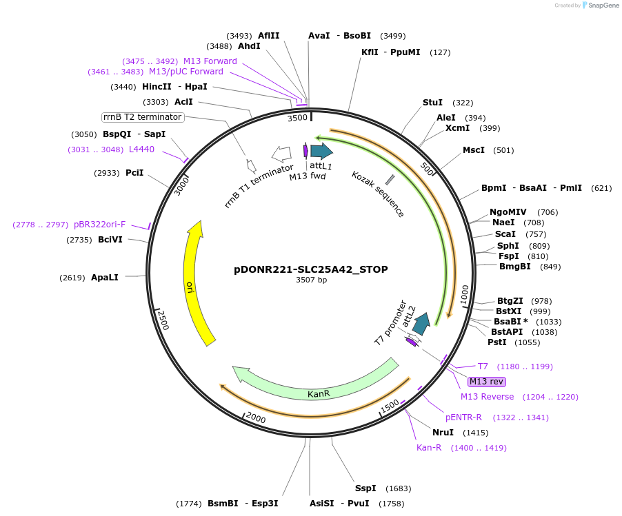161184-plasmid-map-sequence-id-352200