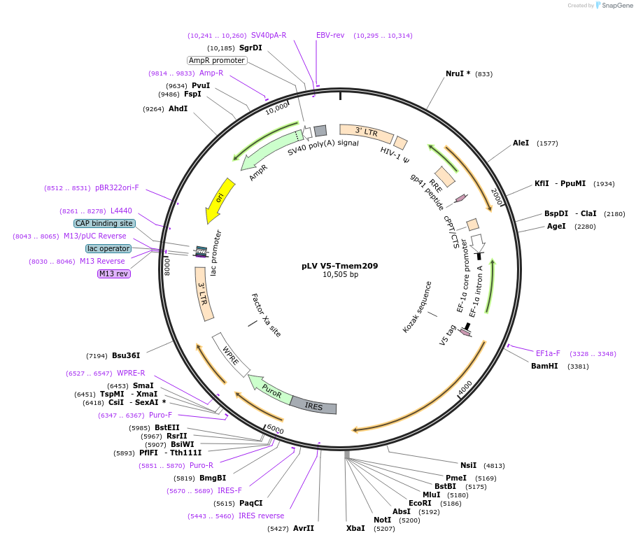 175154-plasmid-map-sequence-id-352202