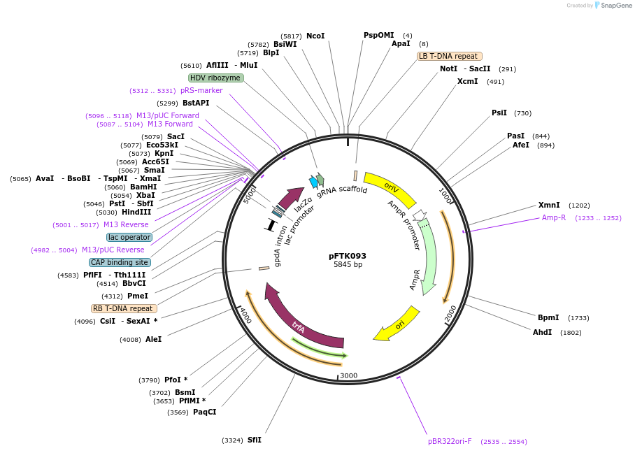 171365-plasmid-map-sequence-id-352204