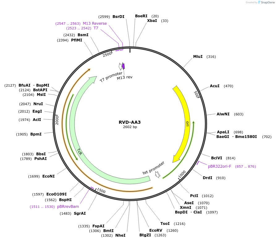 173238-plasmid-map-sequence-id-352207