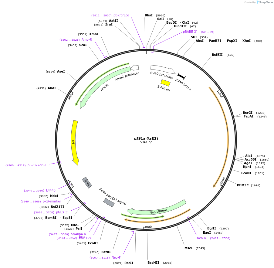 12138-plasmid-map-sequence-id-352243
