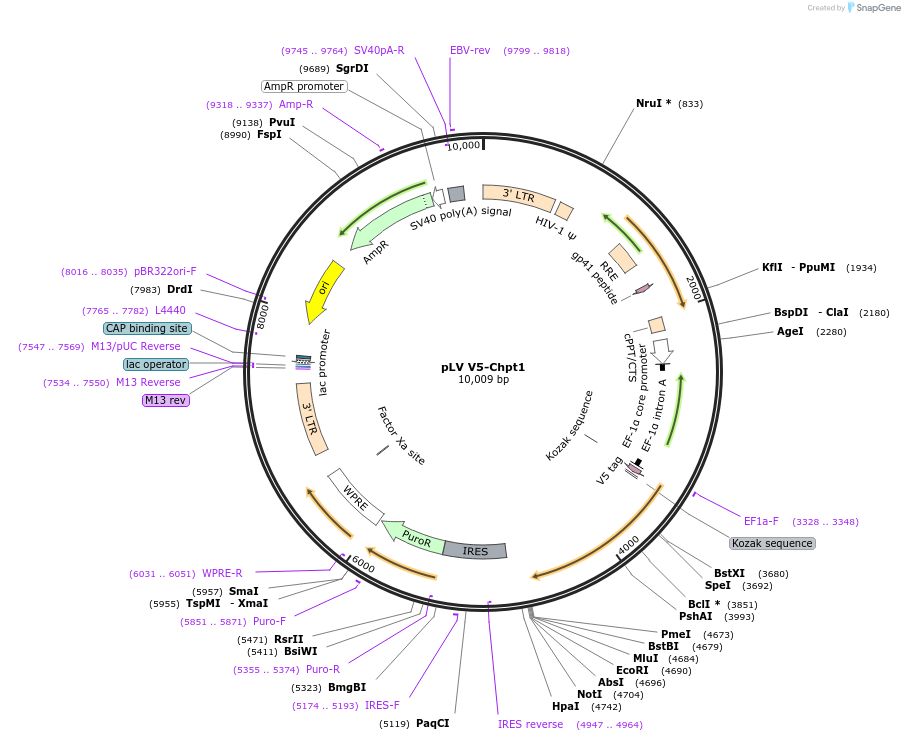 175155-plasmid-map-sequence-id-352245