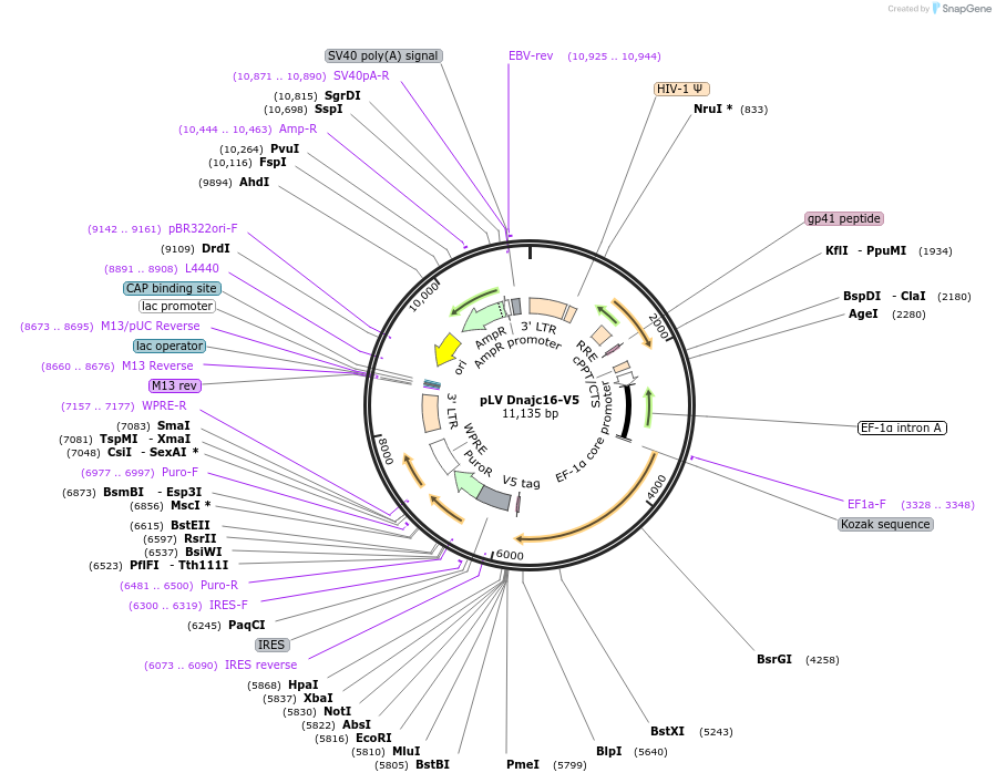 175156-plasmid-map-sequence-id-352246