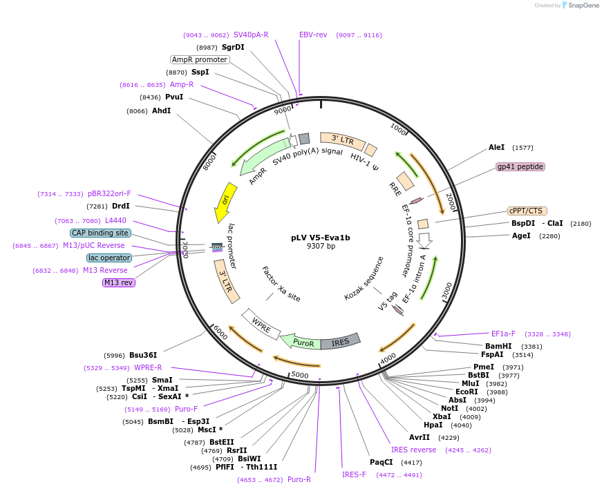175158-plasmid-map-sequence-id-352269
