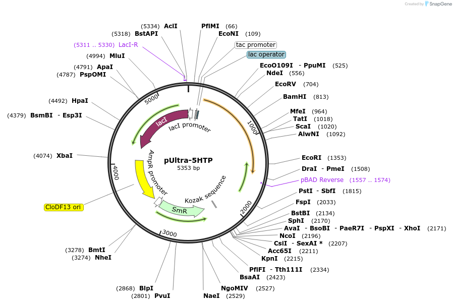 178042-plasmid-map-sequence-id-352270