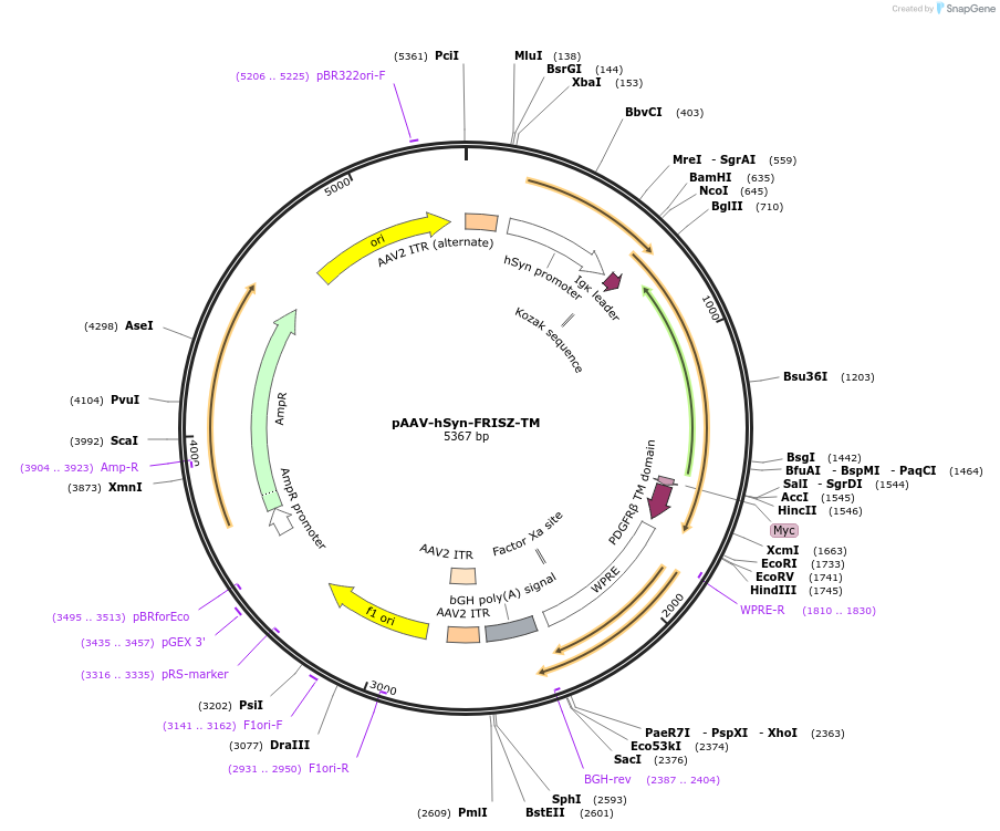 176886-plasmid-map-sequence-id-352277