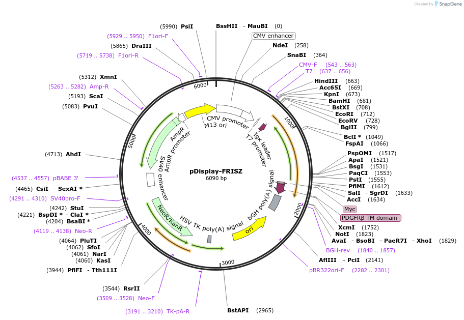 176887-plasmid-map-sequence-id-352278