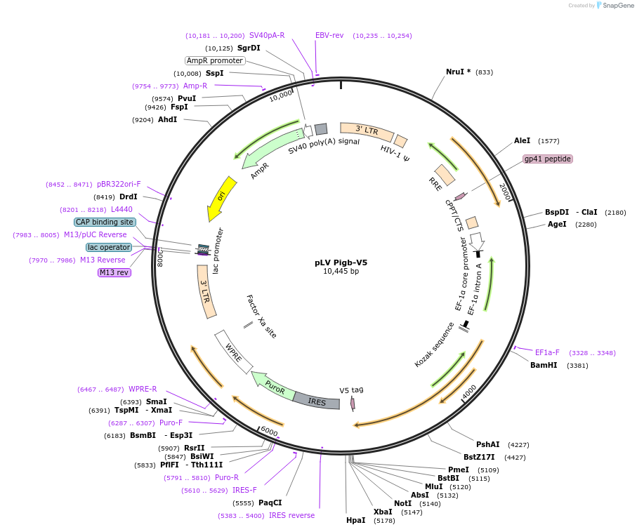 175160-plasmid-map-sequence-id-352281
