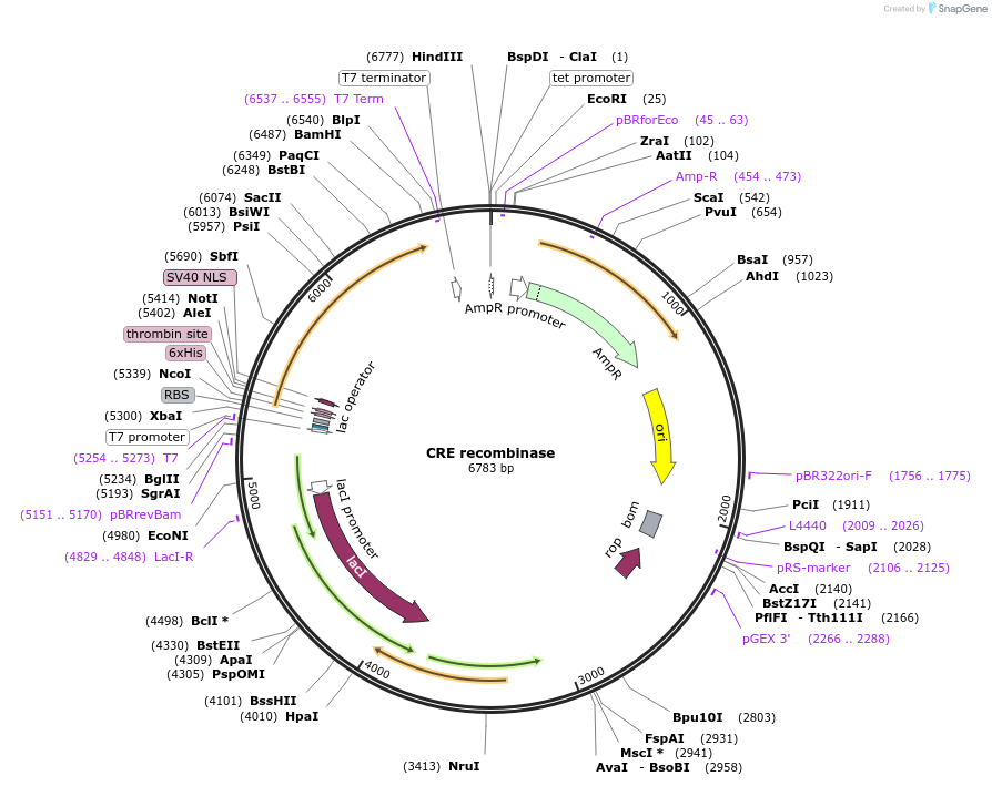 62730-plasmid-map-sequence-id-352282