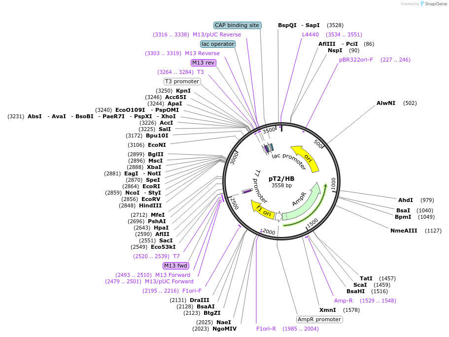 26557-plasmid-map-sequence-id-352286