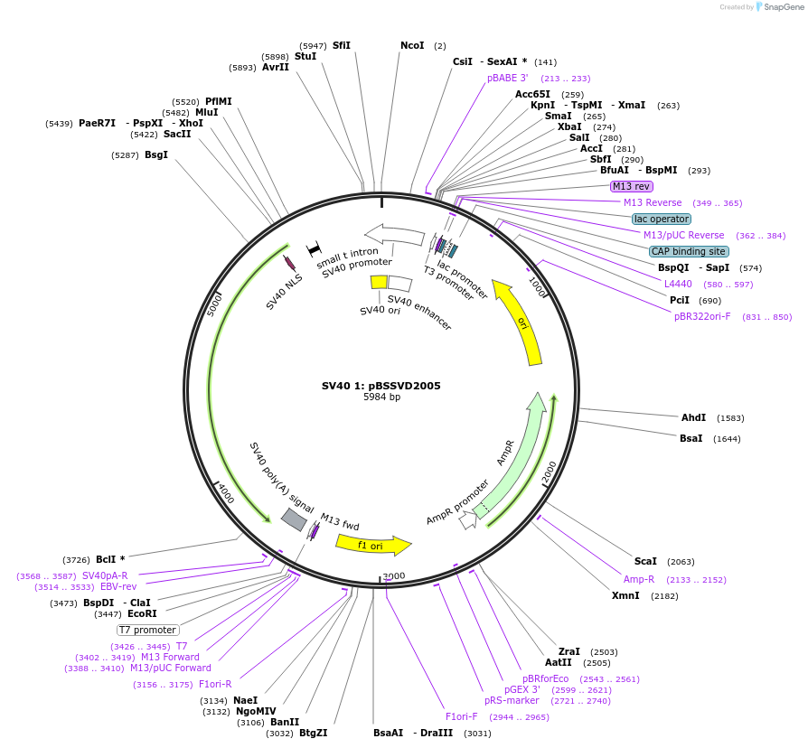 21826-plasmid-map-sequence-id-352432