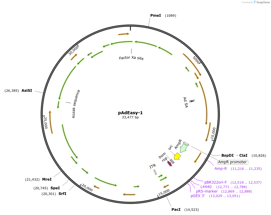 16400-plasmid-map-sequence-id-352434