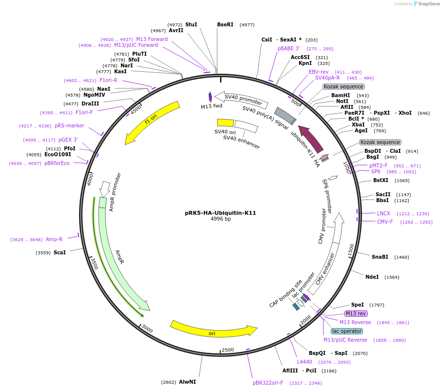 22901-plasmid-map-sequence-id-352435