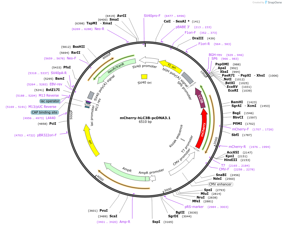 40827-plasmid-map-sequence-id-352436