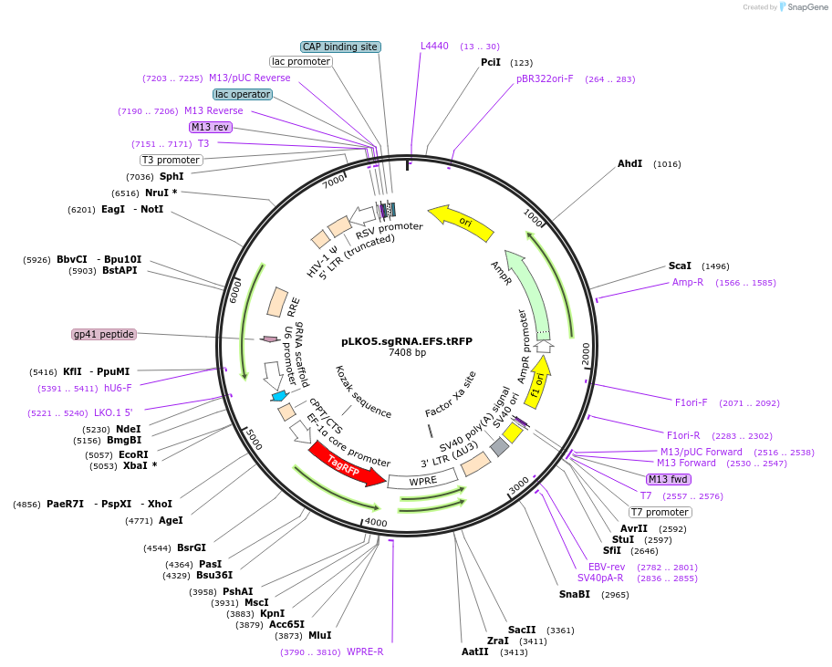 57823-plasmid-map-sequence-id-352445