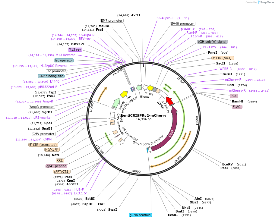 99154-plasmid-map-sequence-id-352449