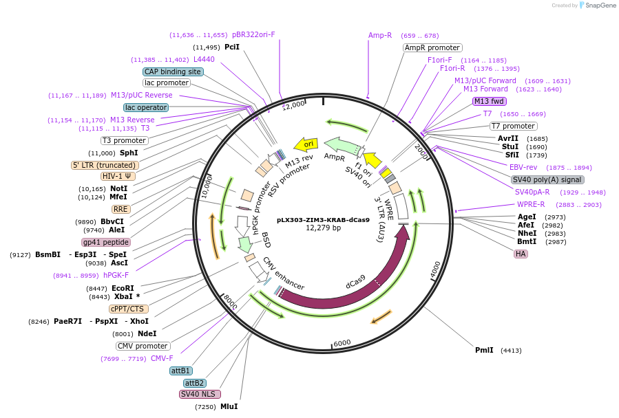 154472-plasmid-map-sequence-id-352468