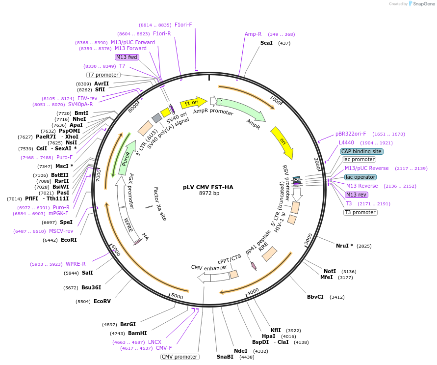 175168-plasmid-map-sequence-id-352511