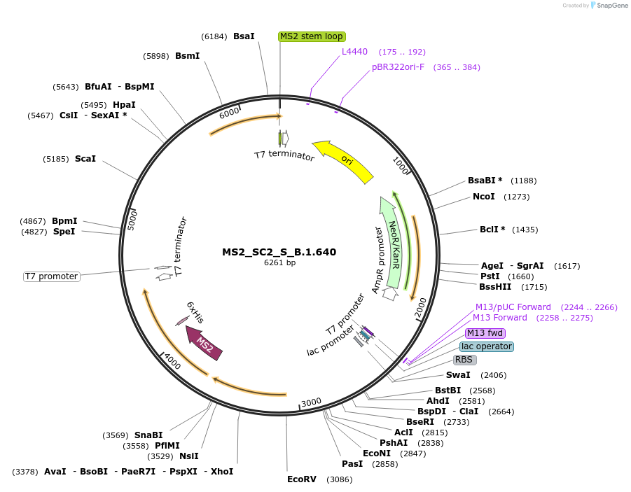 180228-plasmid-map-sequence-id-352513